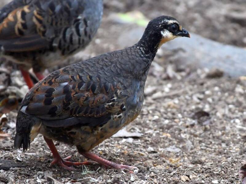 Gray-breasted Partridge, Photos 4
