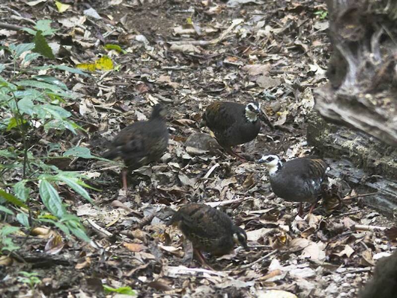 Gray-breasted Partridge, Photos 2