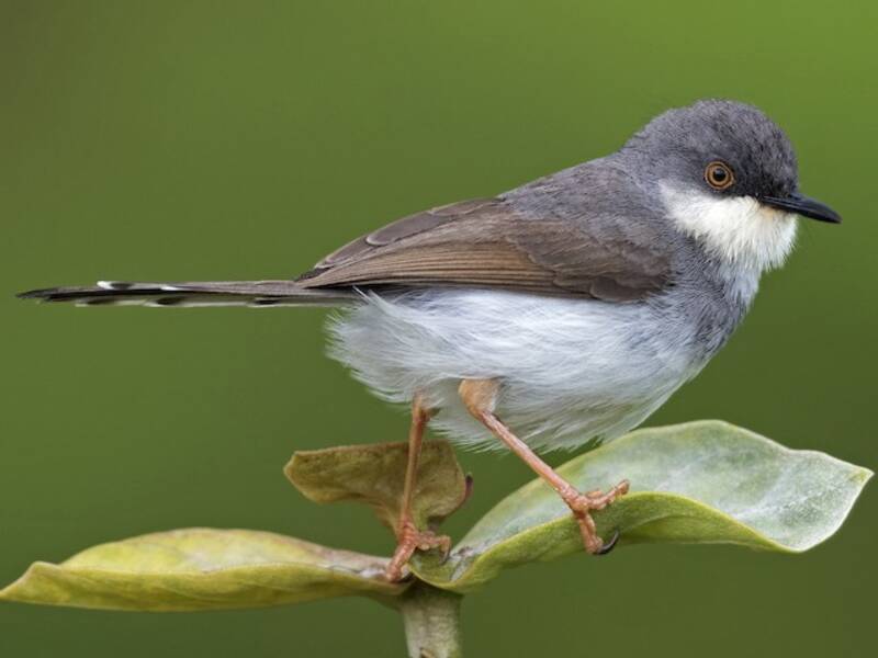 Gray-breasted Prinia, 照片 3