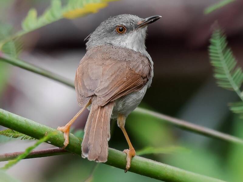 Gray-breasted Prinia, 照片 4