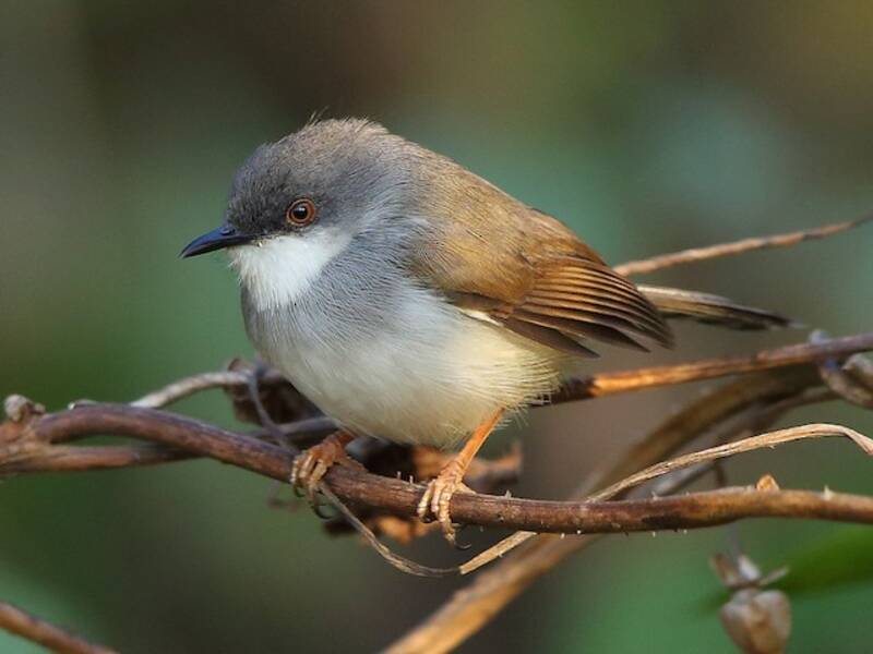 Gray-breasted Prinia, 照片 2