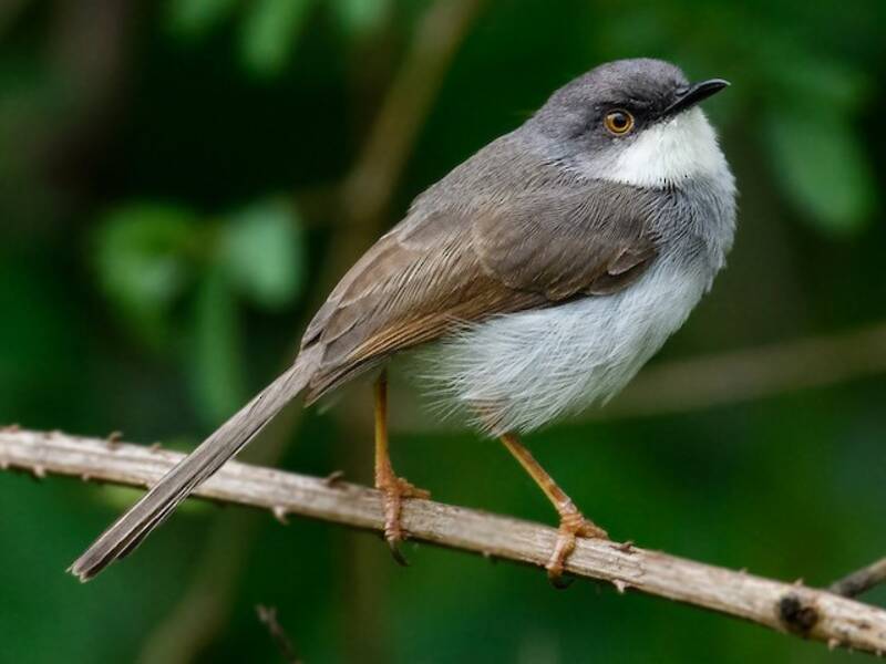 Gray-breasted Prinia (Prinia hodgsonii)