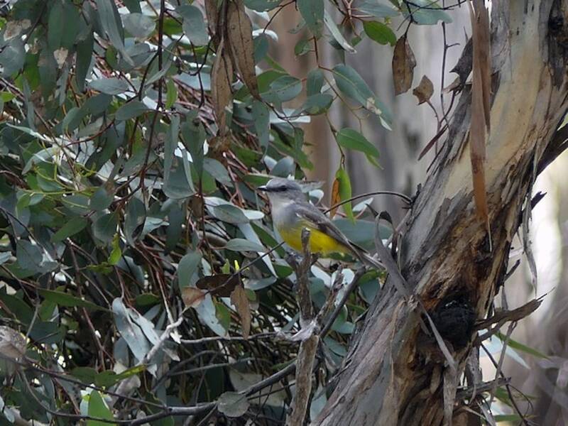 Western Yellow Robin (Eopsaltria griseogularis)