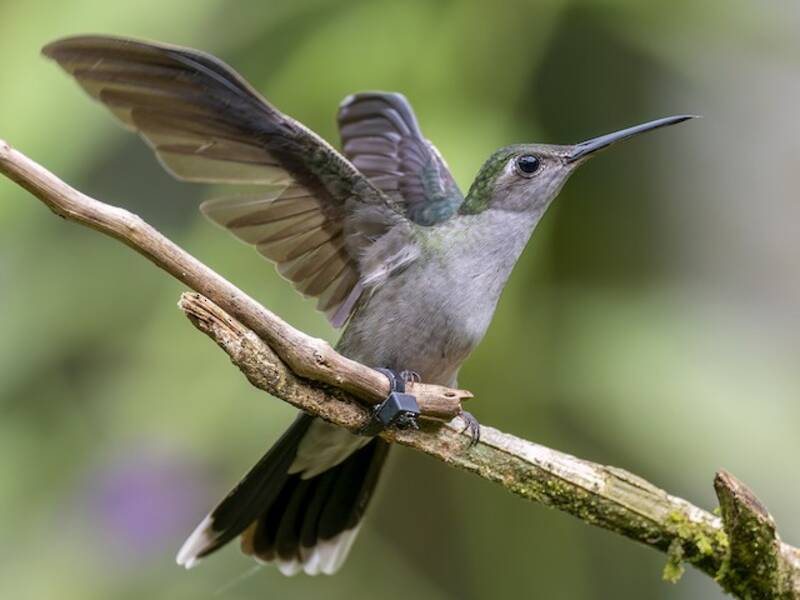 Graubrust-Säbelkolibri, Fotos 4