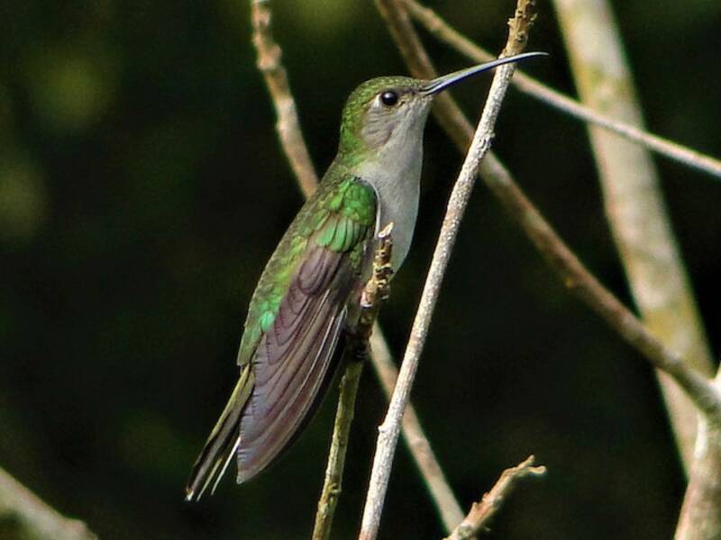 Graubrust-Säbelkolibri, Fotos 2