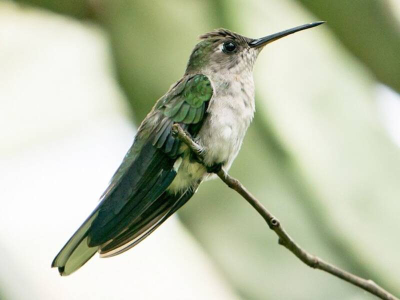 Outcrop Sabrewing, 照片 3