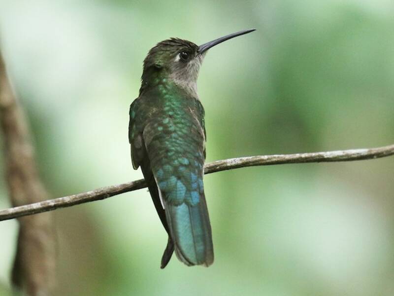Outcrop Sabrewing