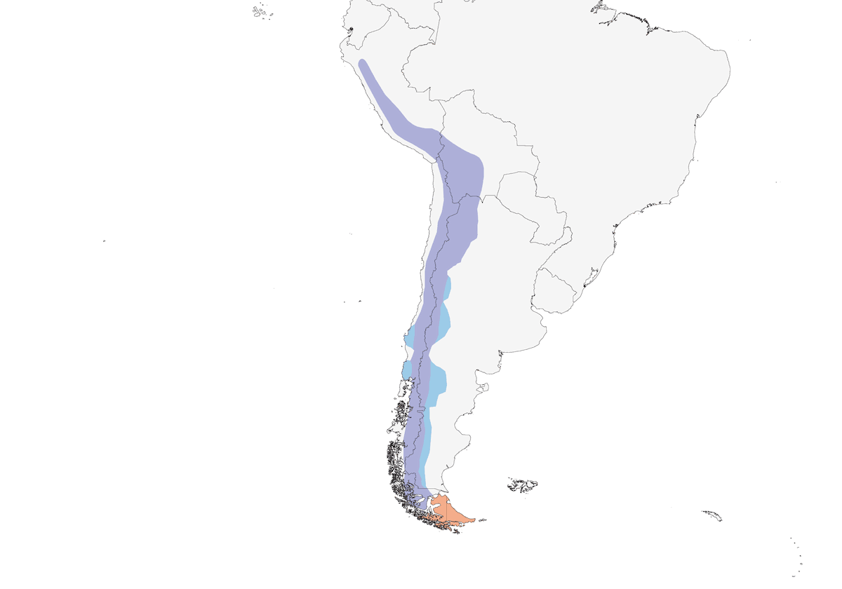 Dormilona Pechigrís, Distribución 1