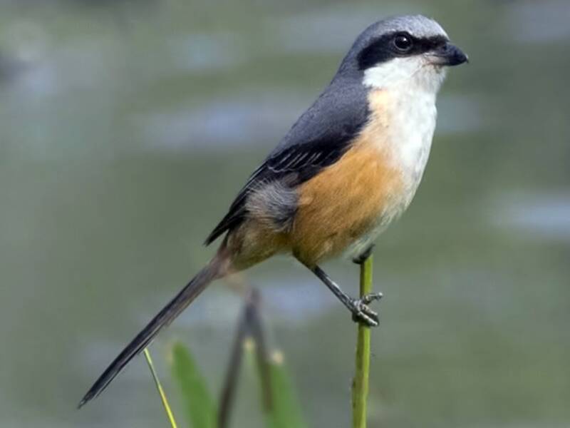 Gray-backed Shrike, Photos 4