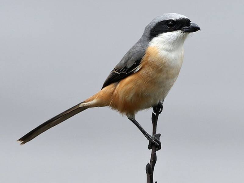 Gray-backed Shrike, Photos 3