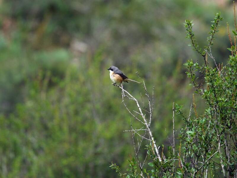 Gray-backed Shrike, Photos 2