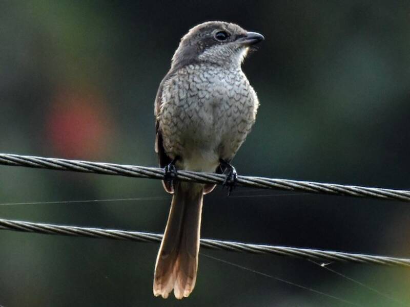 Gray-backed Shrike (Lanius tephronotus)