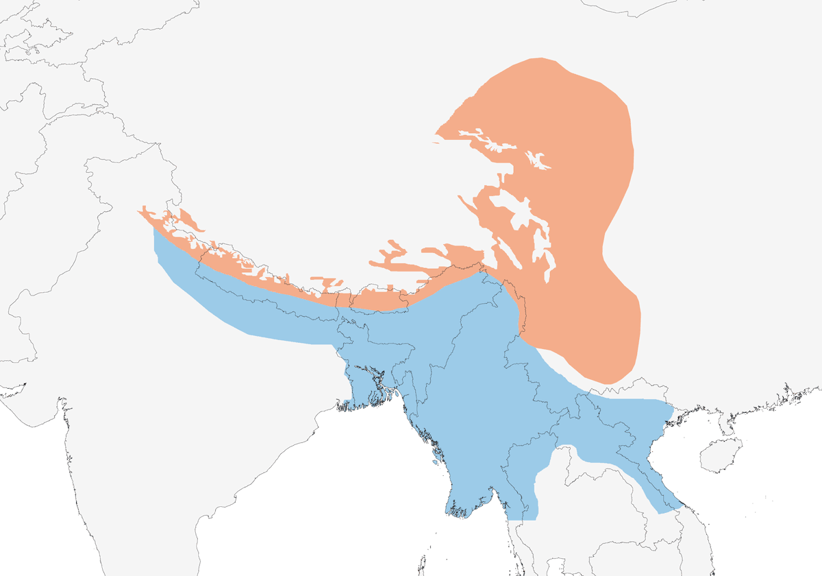 Gray-backed Shrike, Distribution 1