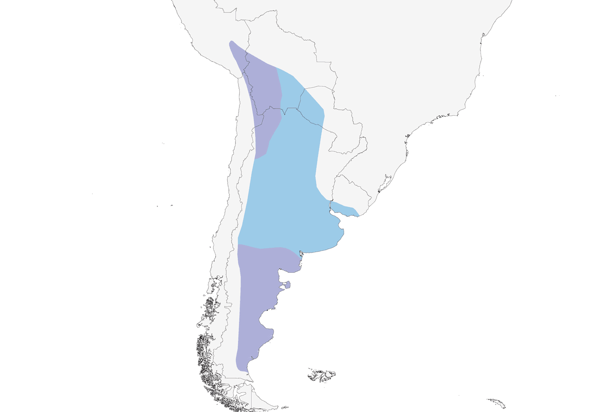 Tirano de Vientre Gris, Distribución 1