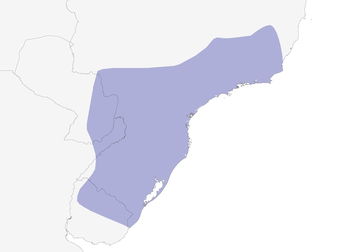 Colaespina Ventrigrís, Distribución 1