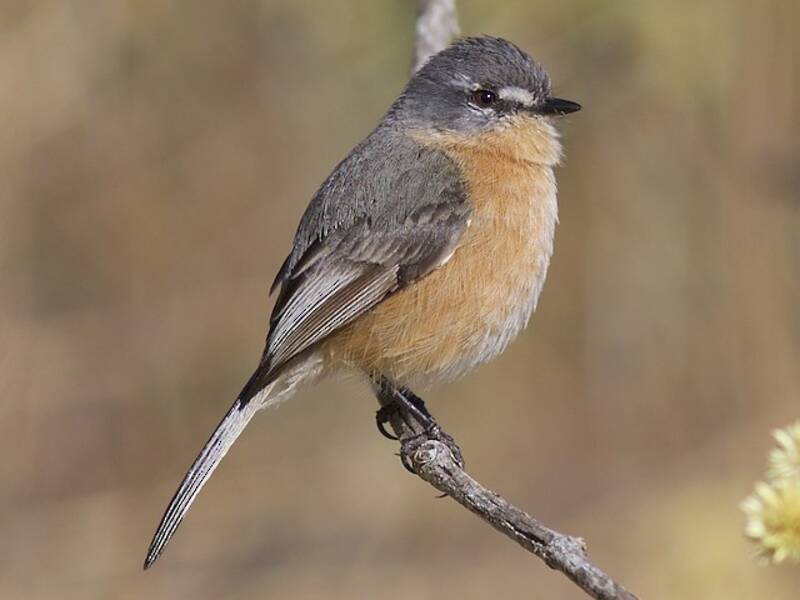 Gray-backed Tachuri, Photos 2