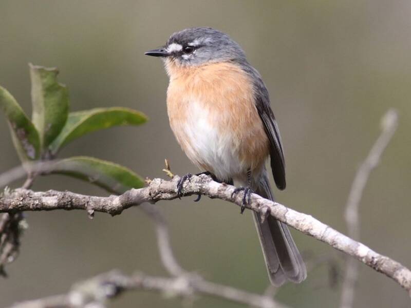 Gray-backed Tachuri, Photos 3