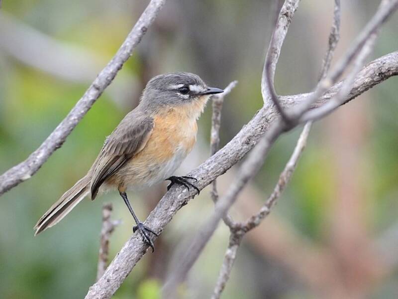 Gray-backed Tachuri, Photos 4
