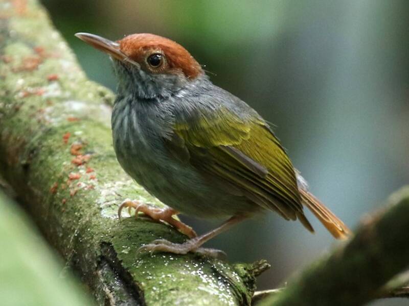 Graurücken-Schneidervogel, Fotos 3