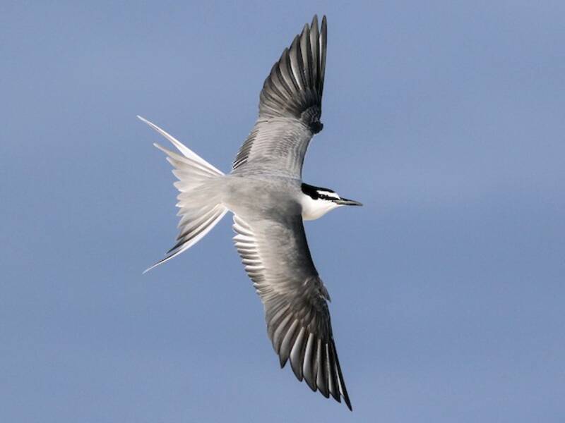 Gray-backed Tern, 照片 4