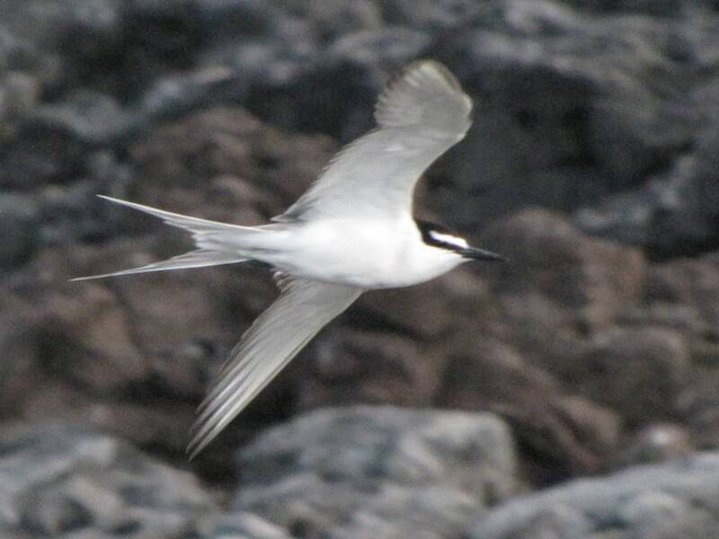 Gray-backed Tern, 照片 2