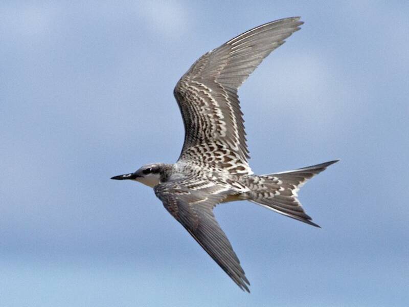 Gray-backed Tern, 照片 3