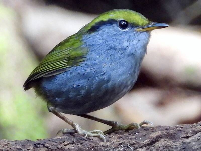 Graubauchtesia, Fotos 4
