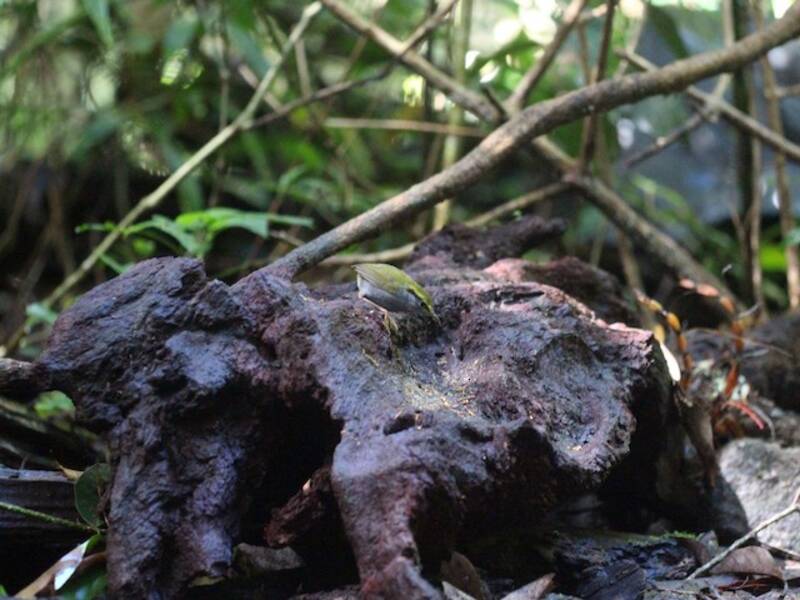 Graubauchtesia