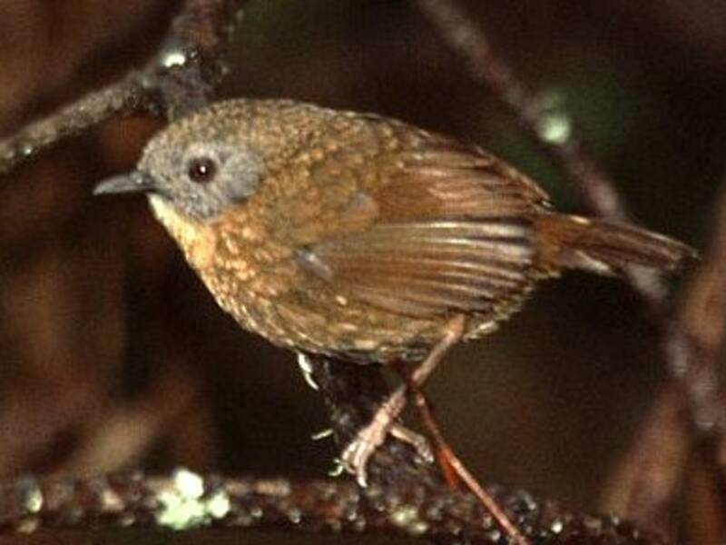 Gray-bellied Wren-Babbler