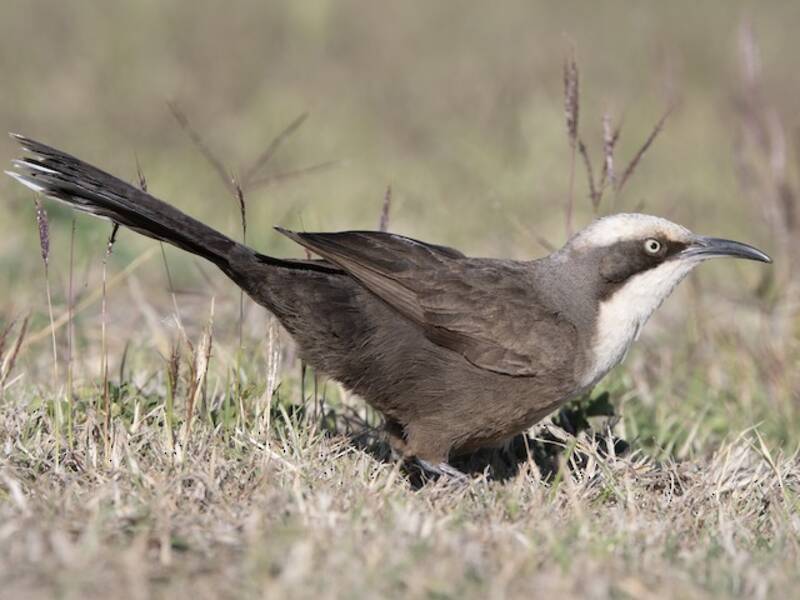 Gray-crowned Babbler