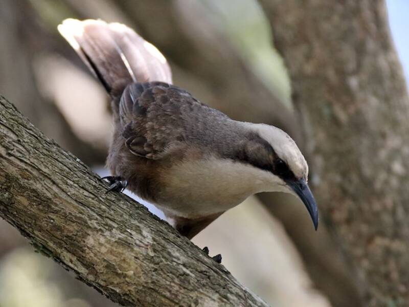 Gray-crowned Babbler, 照片 3