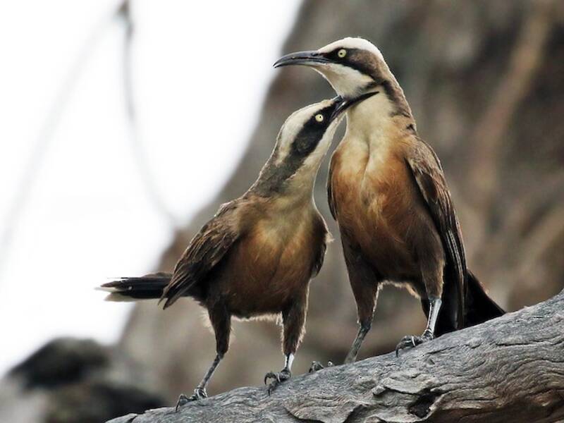 Gray-crowned Babbler, 照片 2