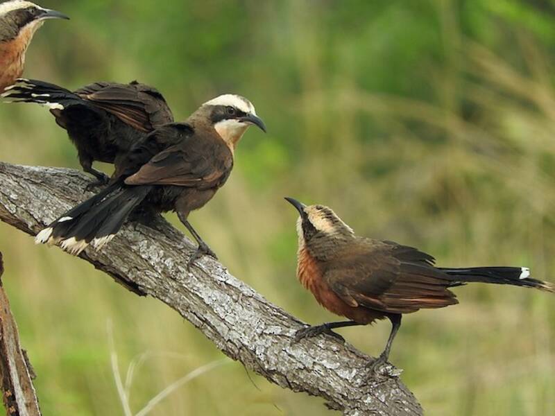 Gray-crowned Babbler, 照片 4