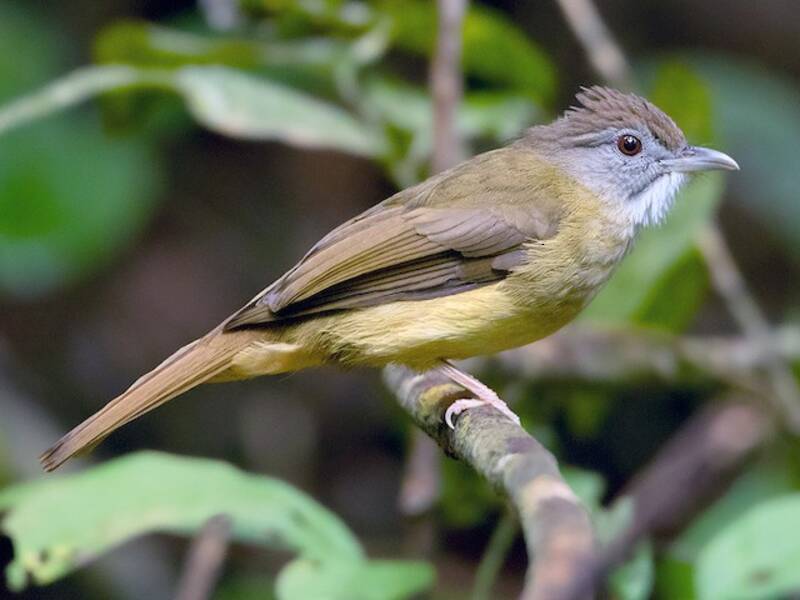 Gray-cheeked Bulbul