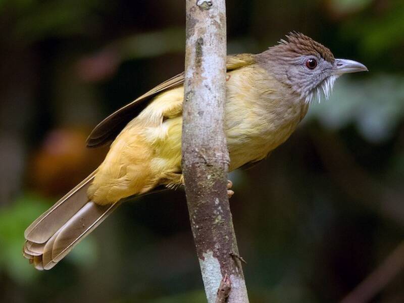 Gray-cheeked Bulbul, Photos 2