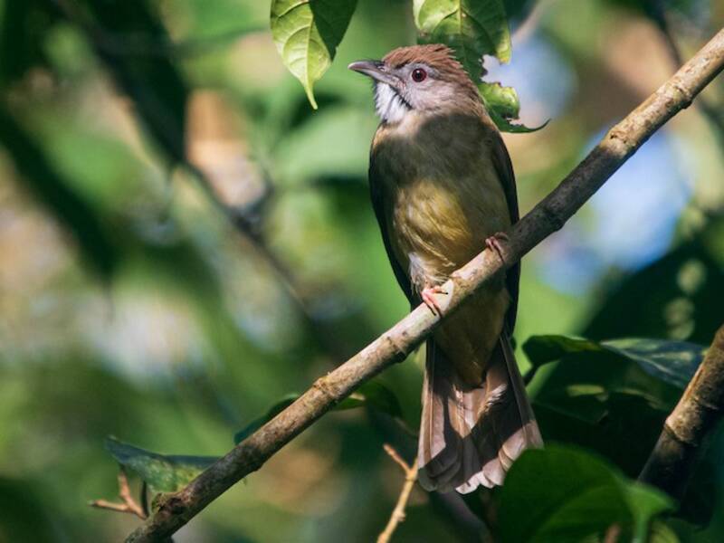 Gray-cheeked Bulbul, Photos 3