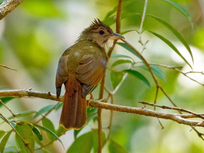 Gray-cheeked Bulbul, Photos 4