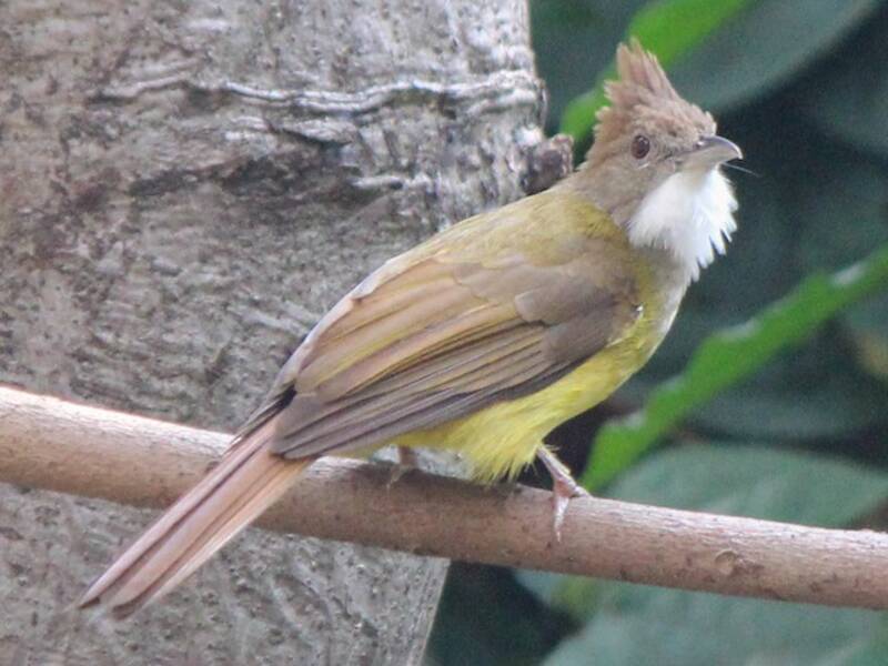 Bulbul guance marroni, Foto 3