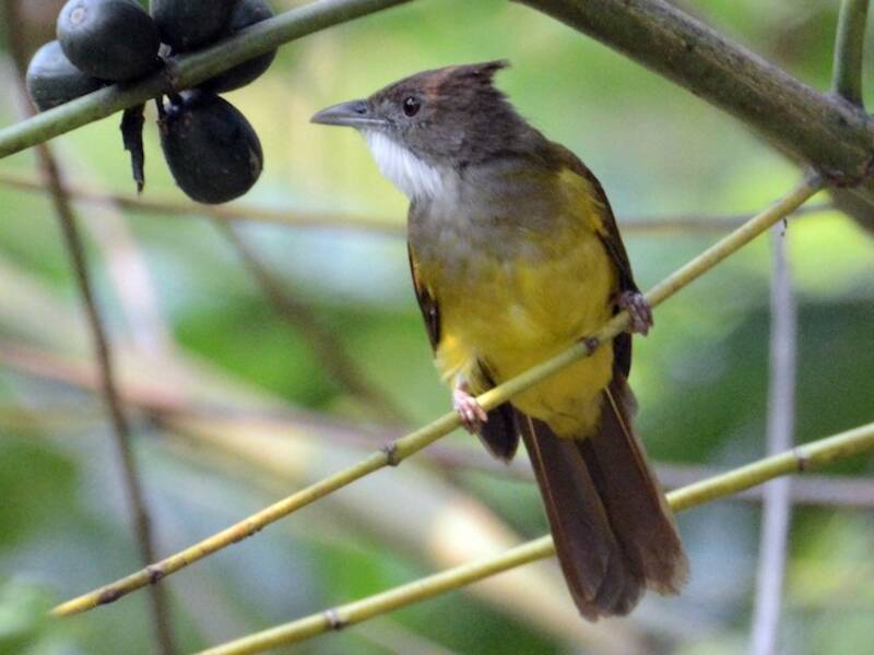 Bulbul guance marroni, Foto 4