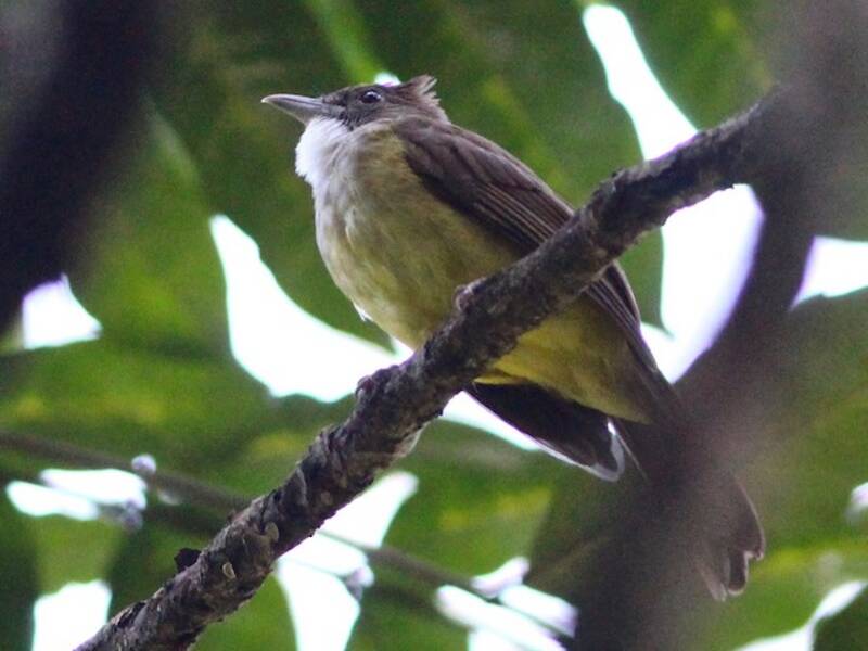 Bulbul guance marroni