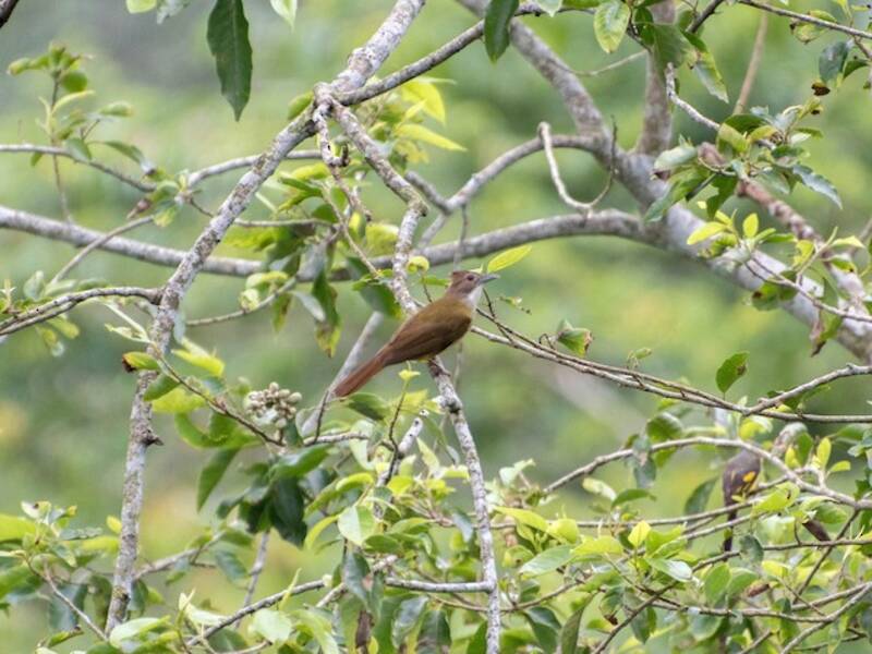 Bulbul guance marroni, Foto 2