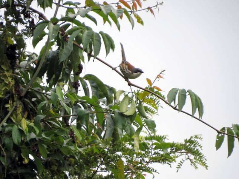 Gray-crowned Crocias