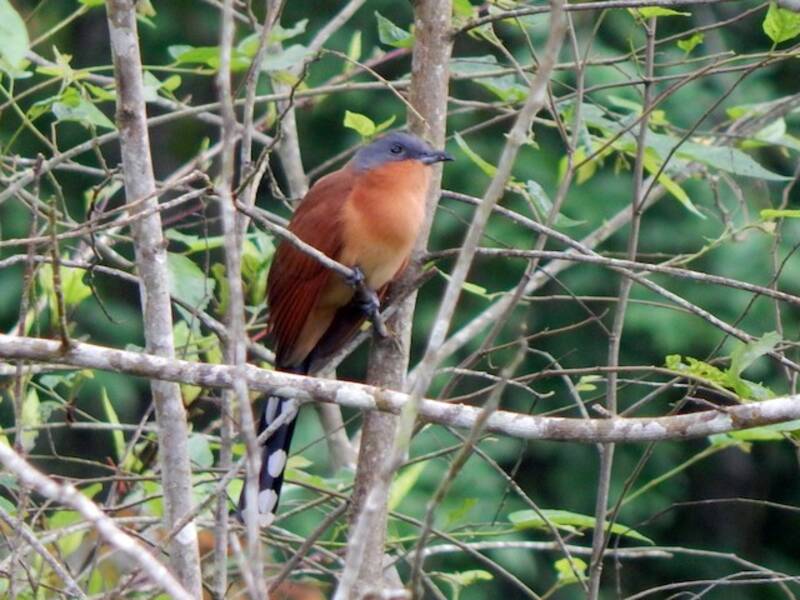 Cuculo testagrigia, Foto 4