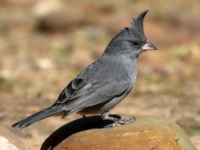 Gray-crested Finch