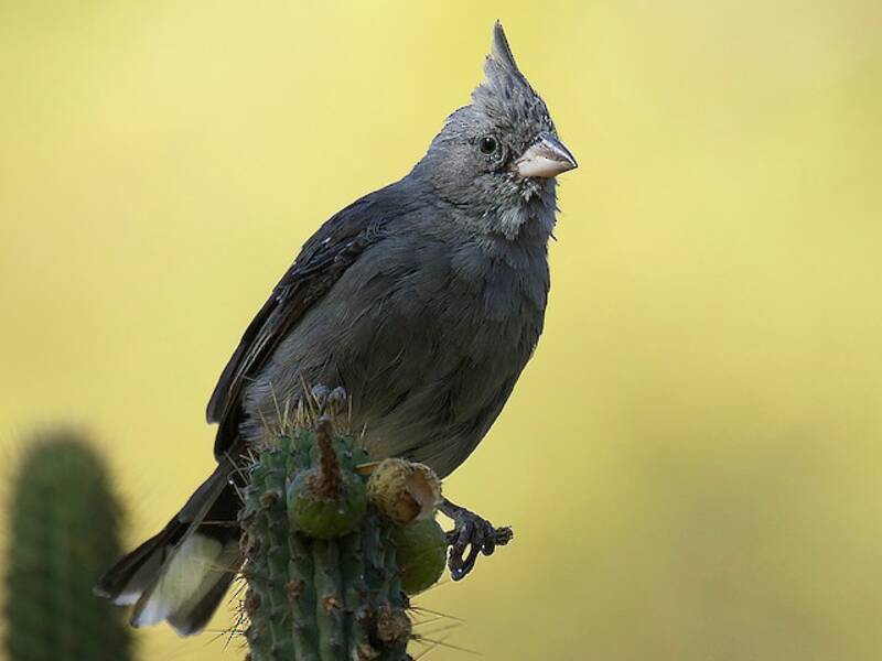 Gray-crested Finch, 照片 3