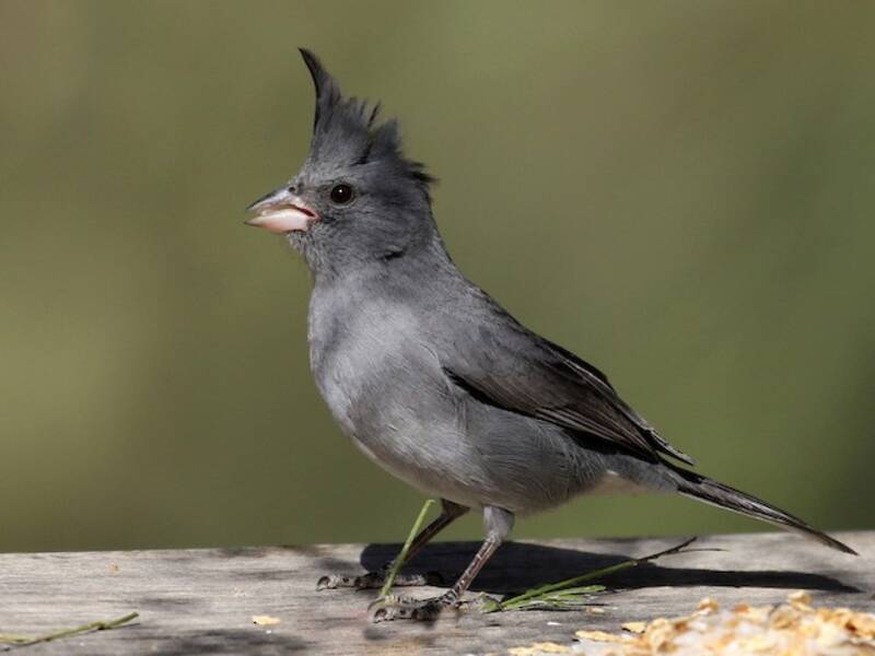 Gray-crested Finch, 照片 4