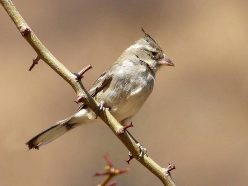 Gray-crested Finch, 照片 2