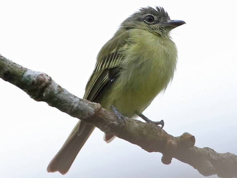 Beccopiatto corona grigia, Foto 2