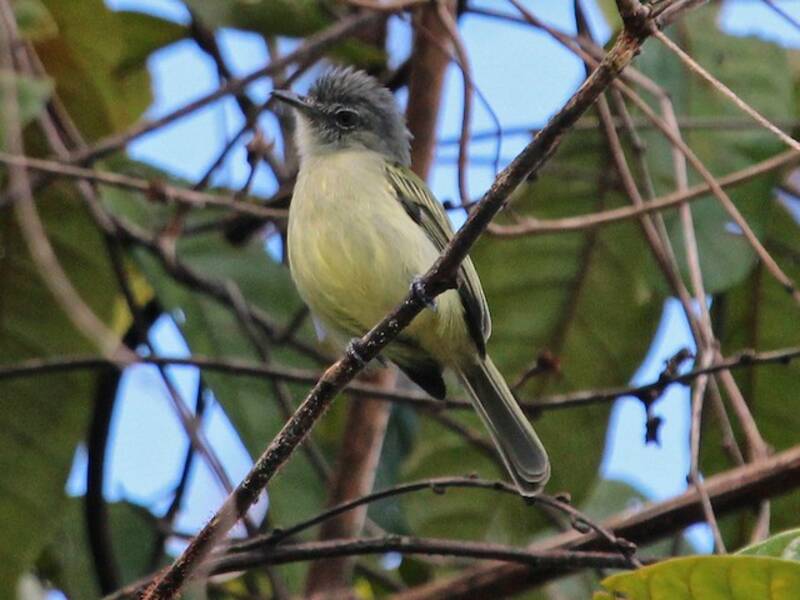 Gray-crowned Flatbill