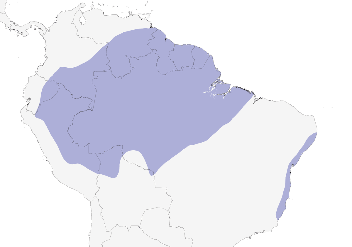 Beccopiatto corona grigia, Distribuzione 1